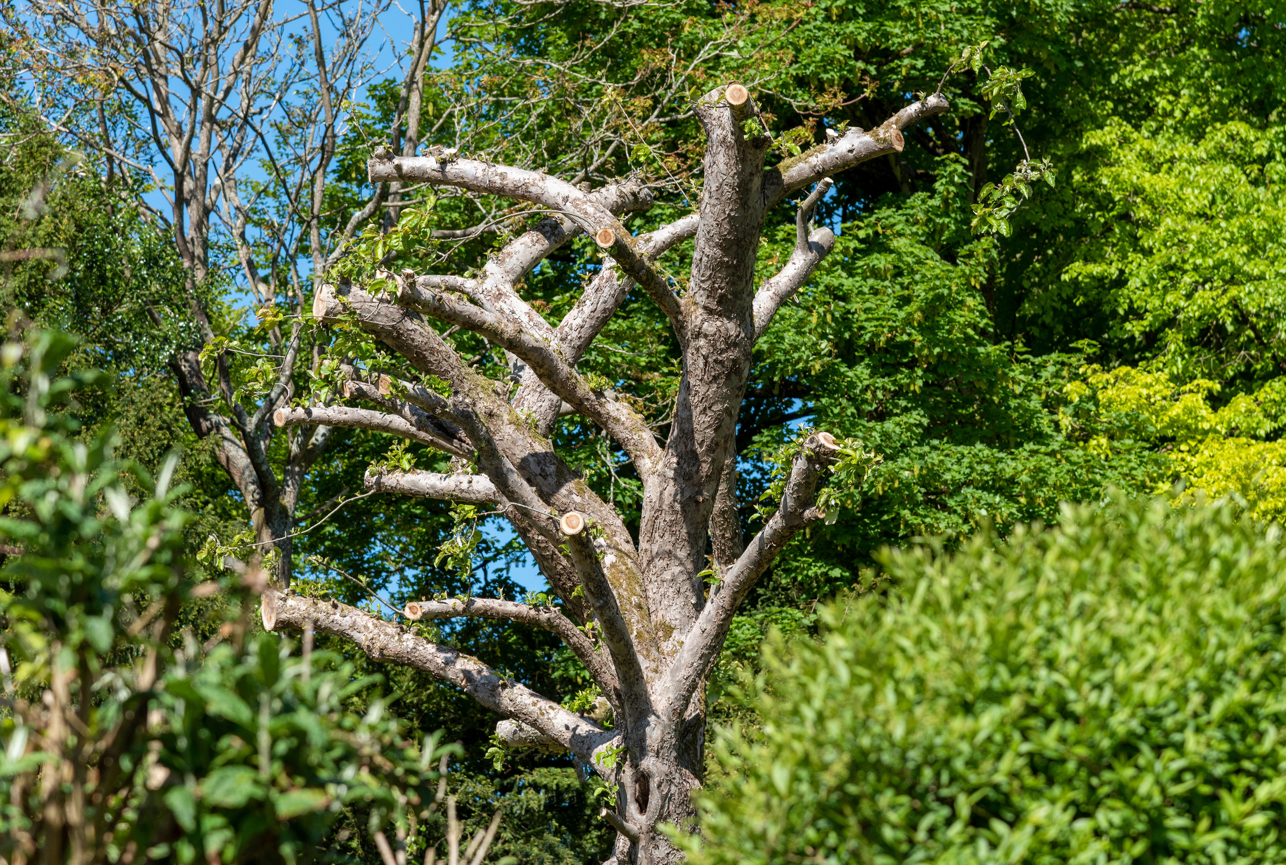 Tree Topping near Winston-Salem, North Carolina