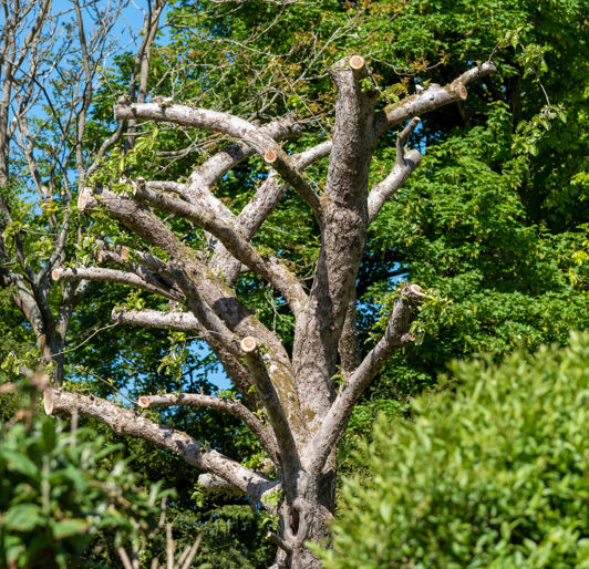 Tree Topping near Winston-Salem, North Carolina