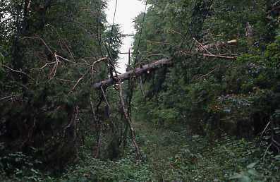 Storm Damage Utility Lines001