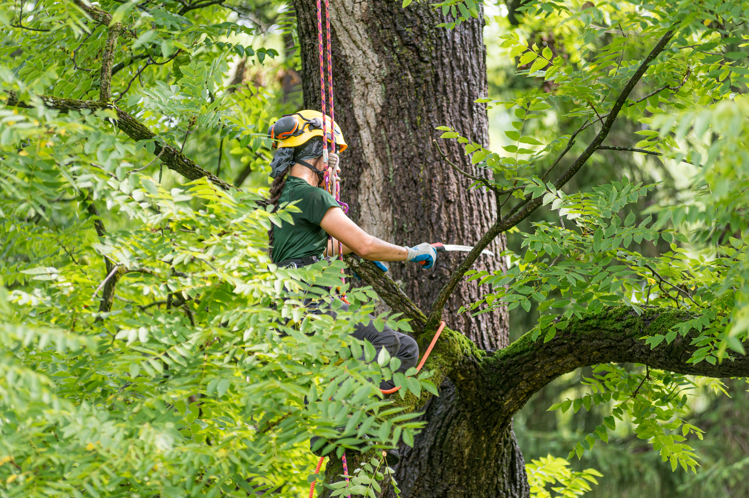 Tree Pruning near Winston-Salem, North Carolina 