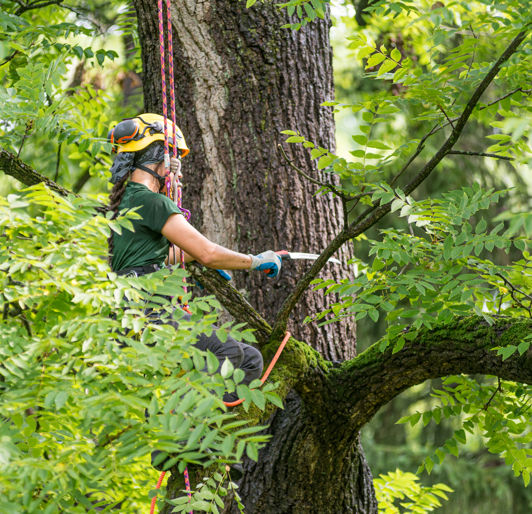 Tree Pruning near Winston-Salem, North Carolina