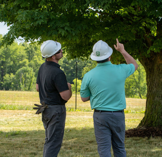 Arborist No Davey Logo