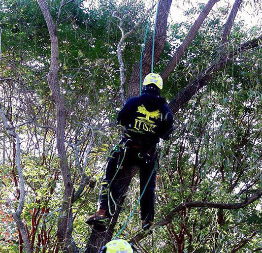 Tree Care near Winston-Salem, North Carolina